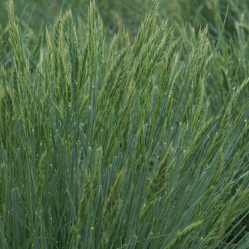 FESTUCA glauca 'Elijah Blue'