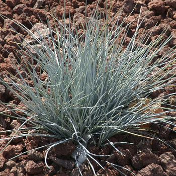 FESTUCA glauca 'Uchte'