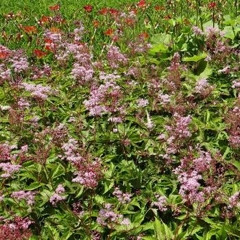 FILIPENDULA 'Red Umbrellas'