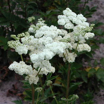 FILIPENDULA ulmaria 'Plena'