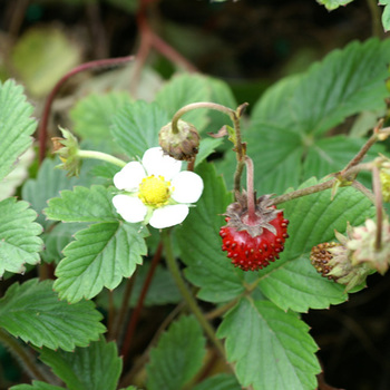 Fragaria alpine Vesca - Petite Pâtissière - Les Jardins Gourmands Inc.