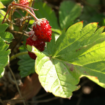 FRAGARIA vesca 'Monophylla'