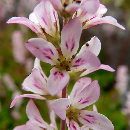 FRANCOA sonchifolia