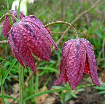 FRITILLARIA meleagris