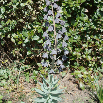 FRITILLARIA persica 'Adiyaman'