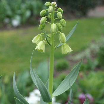 FRITILLARIA persica 'Ivory Bells'