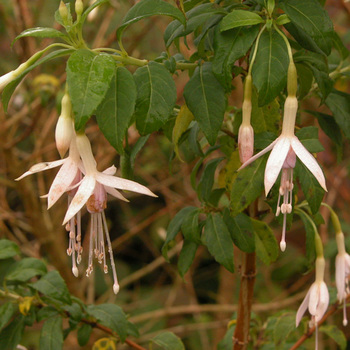 FUCHSIA magellanica var. molinae