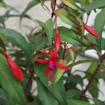 FUCHSIA regia ssp. reitzii