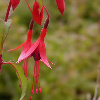 FUCHSIA 'Riccartonii'