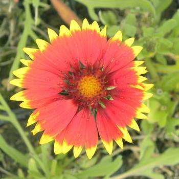 GAILLARDIA 'Fackelschein' ('Torchlight')