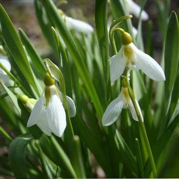 GALANTHUS elwesii