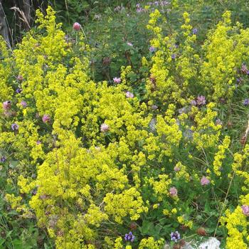 GALIUM verum