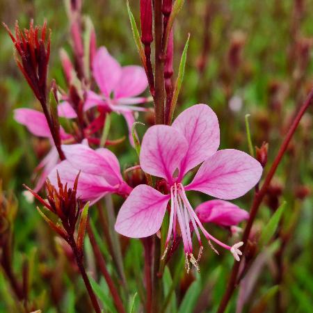 GAURA lindheimeri 'Baby Butterfly Dark Pink' ®