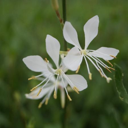 GAURA lindheimeri 'Sparkle White'