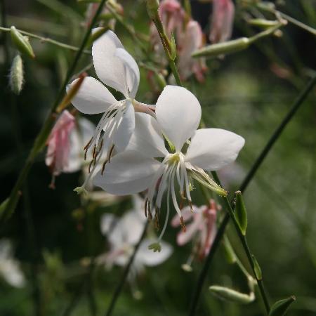GAURA lindheimeri 'Whirling Butterflies'