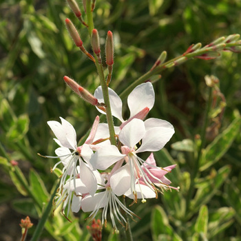 GAURA lindheimeri 'Corrie's Gold'
