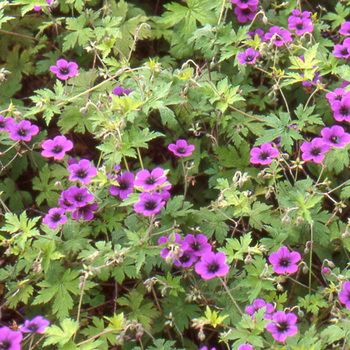 GERANIUM 'Ann Folkard'