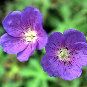 GERANIUM 'Brookside'