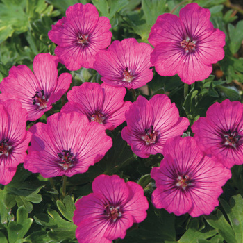 GERANIUM 'Carol'