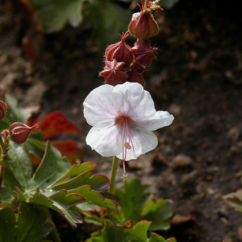 GERANIUM cantabrigiense 'Biokovo'