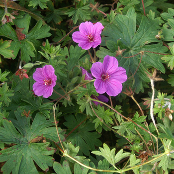 GERANIUM 'Dilys'