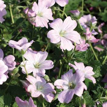 GERANIUM 'Dreamland' ® (Bremdream)