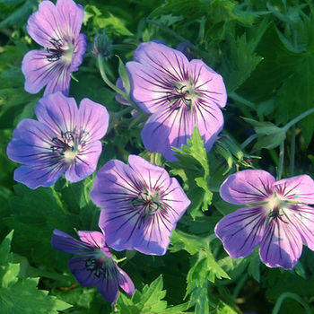 GERANIUM 'Havanas Blues' ®