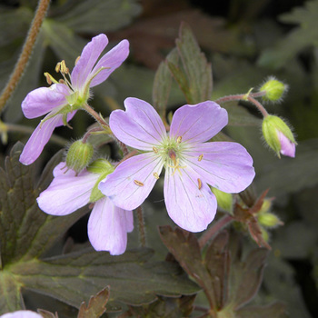GERANIUM maculatum 'Espresso'