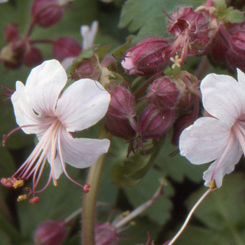 GERANIUM macrorrhizum 'Spessart'