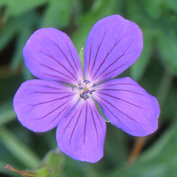 GERANIUM 'Nimbus'