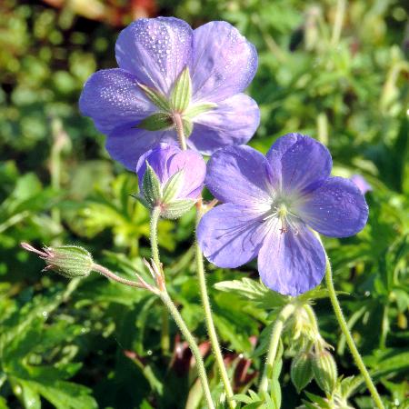 GERANIUM 'Brookside'