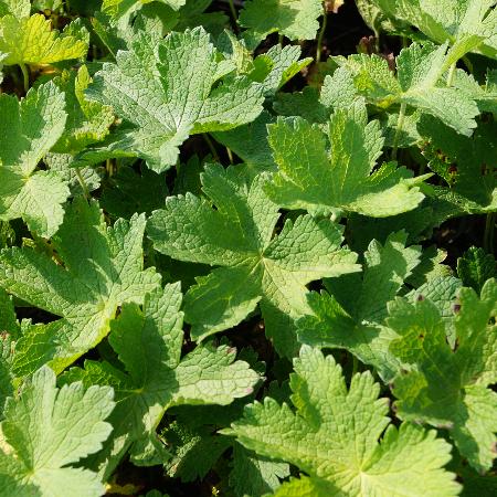 GERANIUM 'Chantilly'