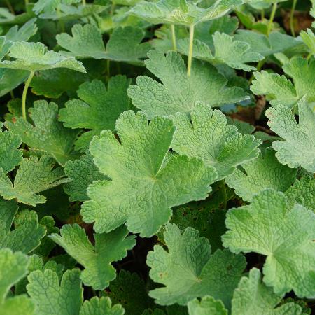 GERANIUM 'Terre Franche'
