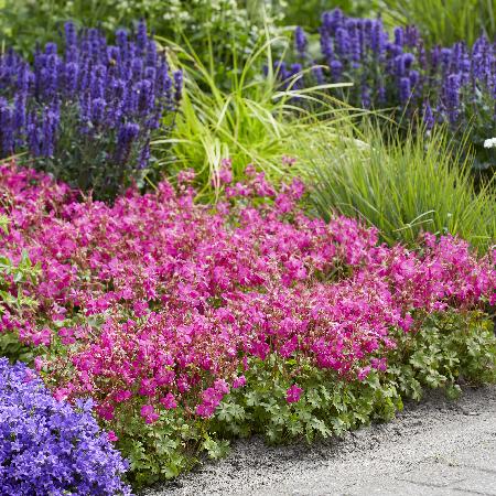 GERANIUM cantabrigiense 'Intense' ®