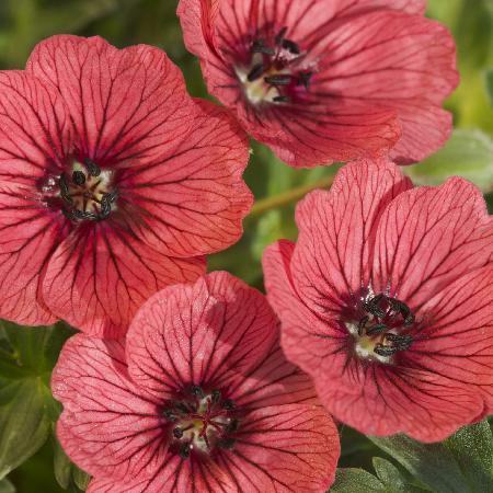 GERANIUM cinereum 'Jolly Jewel Salmon' ®