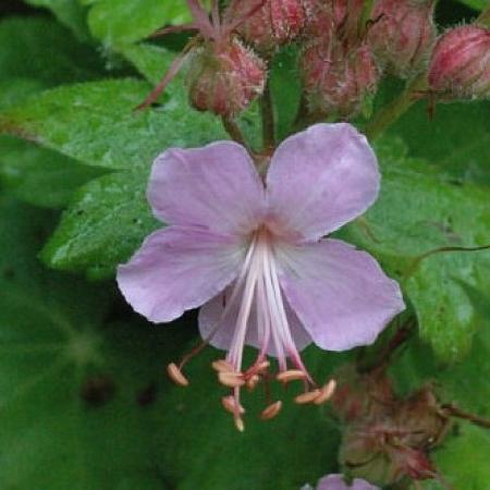 GERANIUM macrorrhizum 'Jördis'