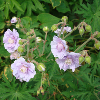 GERANIUM pratense 'Summer Skies'