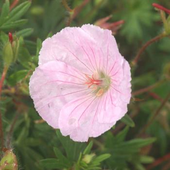 GERANIUM sanguineum var. striatum