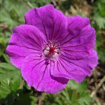 GERANIUM 'Yannis'