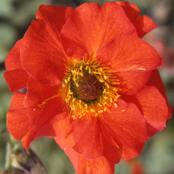 GEUM coccineum 'Red Wings'