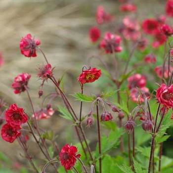 GEUM