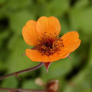 GEUM 'Prinses Juliana'