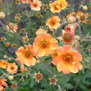 GEUM 'Totally Tangerine' ®