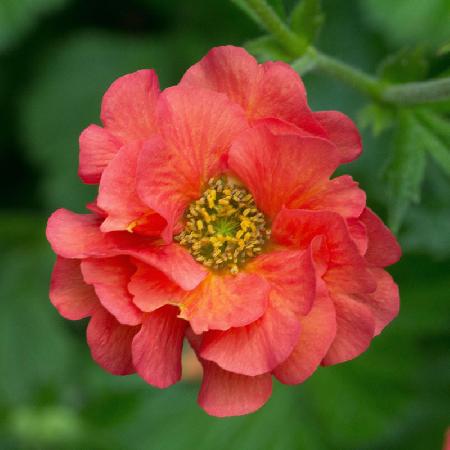 GEUM 'Coral Tempest' (Tempest Series)