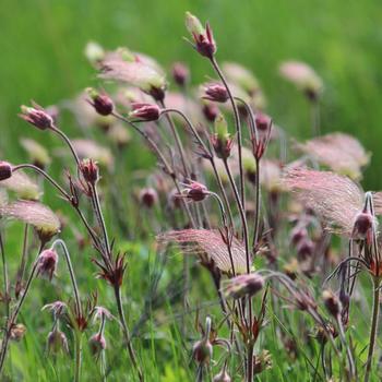 GEUM triflorum