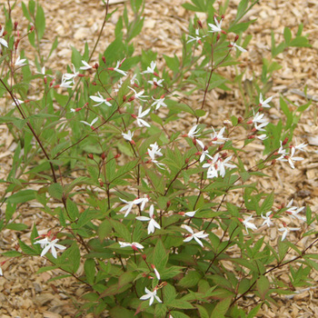 GILLENIA trifoliata