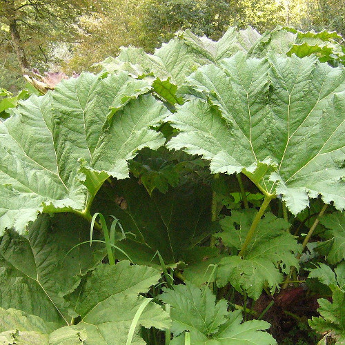 GUNNERA