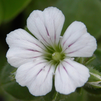 GYPSOPHILA cerastioides