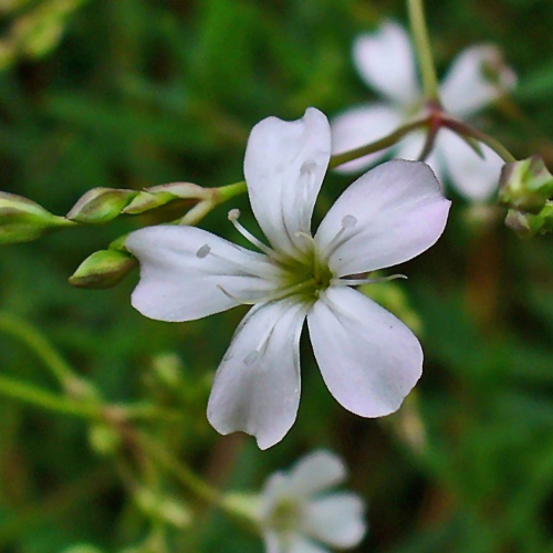 GYPSOPHILA repens