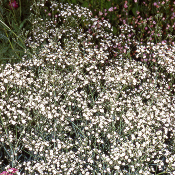 GYPSOPHILA paniculata 'Bristol Fairy'